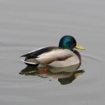 Mallard duck (male) (photo - H. Westheuser)
