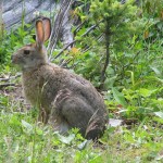 Snowshoe hare (photo - J. Steeves)